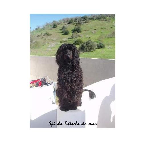 chien d&rsquo;eau portugais : Spi Da Estrela Do Mar